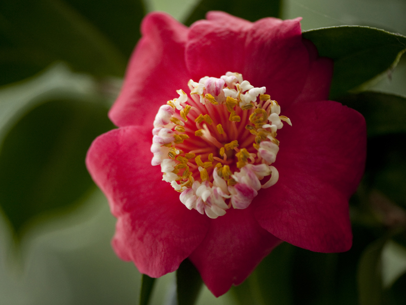 camellia-japonica | Red flowers, Flowers, Japonica