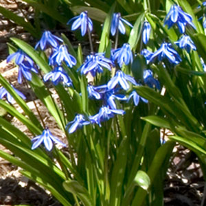 Siberian Squill