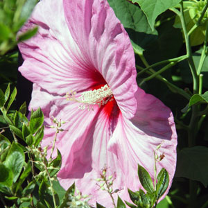 Swamp Rose Mallow