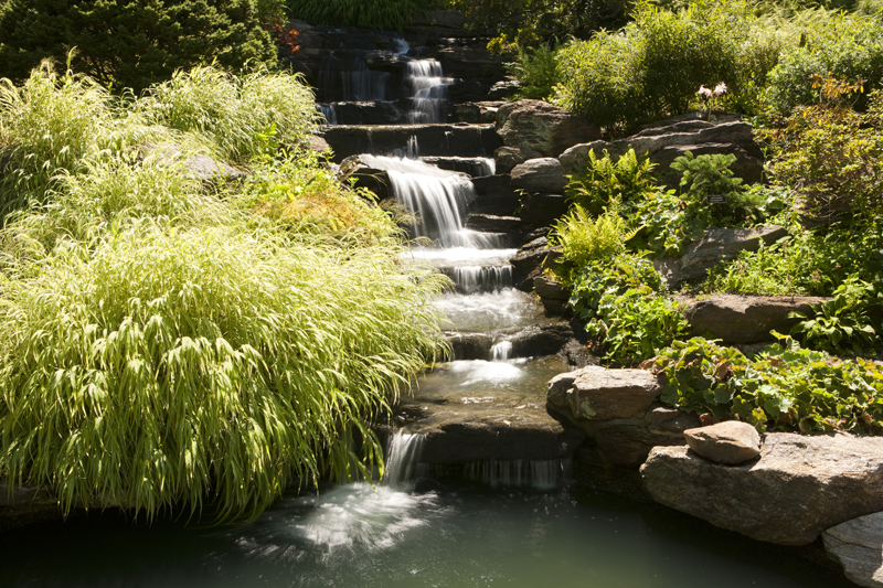 Rock Garden | NYBG