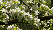 About the Garden
