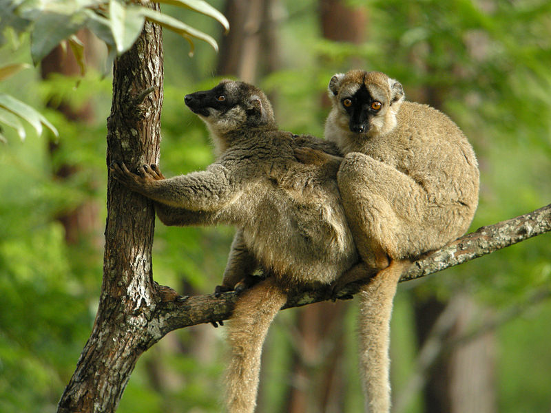 Citrus Lemur