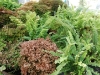 Ferns and selaginellas in the Nolen Greenhouses for Living Collections.