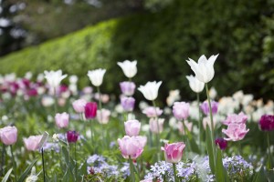 seasonal border with tulips