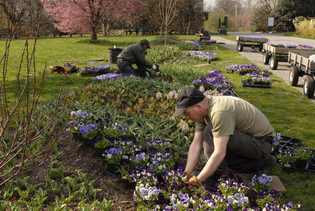 SOPH planting