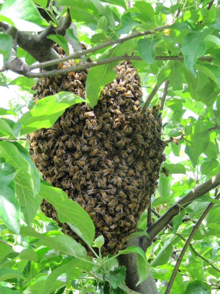 New Buzz: Keeping Bees in the Bronx and Beyond - Plant Talk