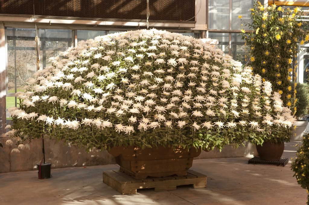 Japanese Chrysanthemums