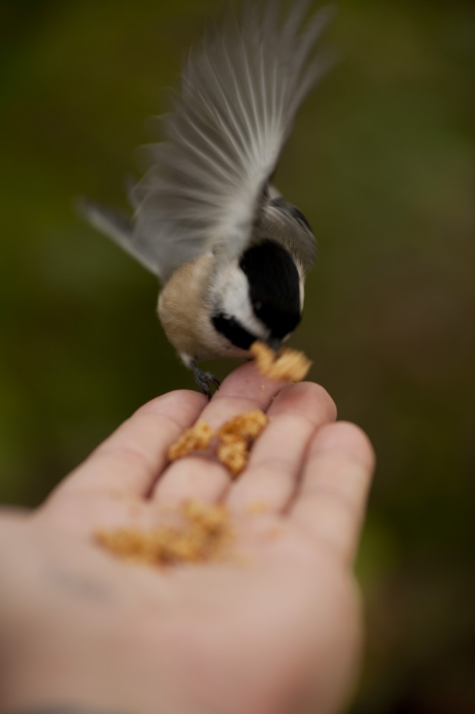 Chickadee