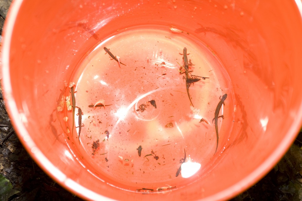 Salamanders in A Bucket