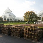 Sod in Front of the Conservatory