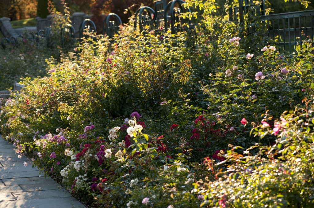 The Rose Garden in Fall