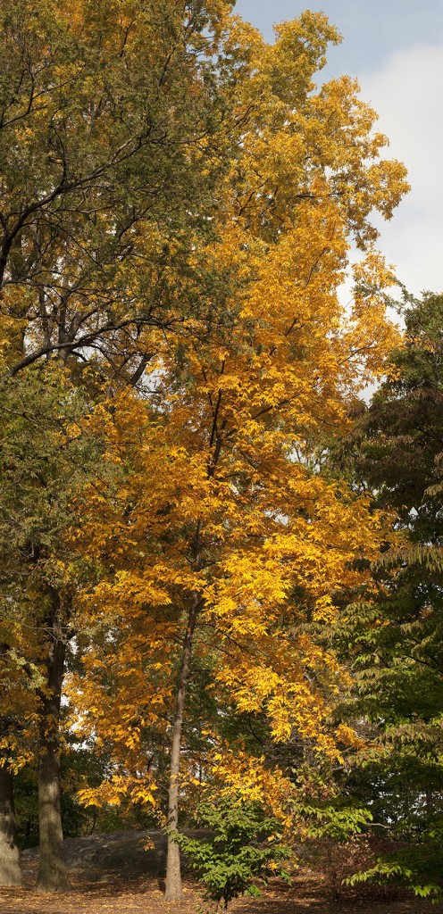 Fall Foliage