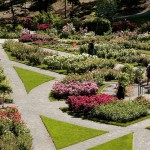 Peggy Rockefeller Rose Garden