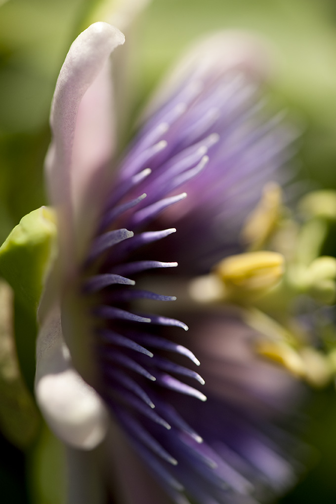 Passiflora Plant Talk