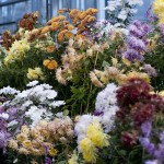 Japanese Chrysanthemums in the Nolen Greenhouses, 2010