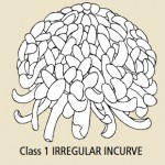 Class 1 Irregular Incurve