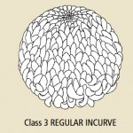 Class 1 Regular Incurve