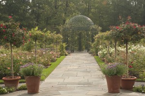 The Peggy Rockefeller Rose Garden