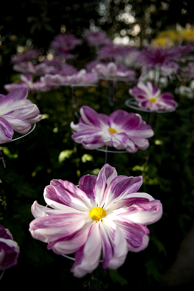 Fall Flowers of Japan Archives - Plant Talk