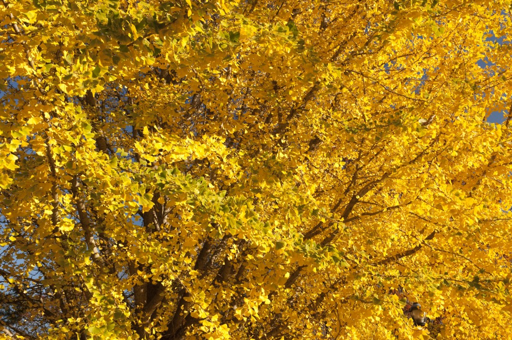 Morning Eye Candy: Fall Regalia - Plant Talk