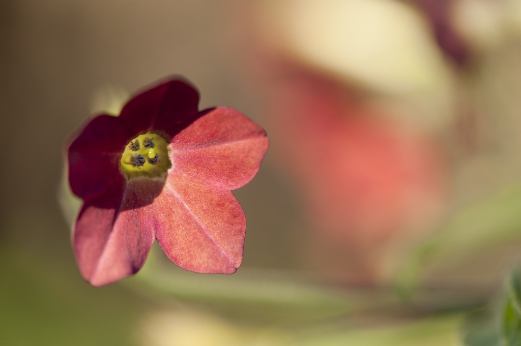 Nicotiana x sanderae 'Baby Bella'