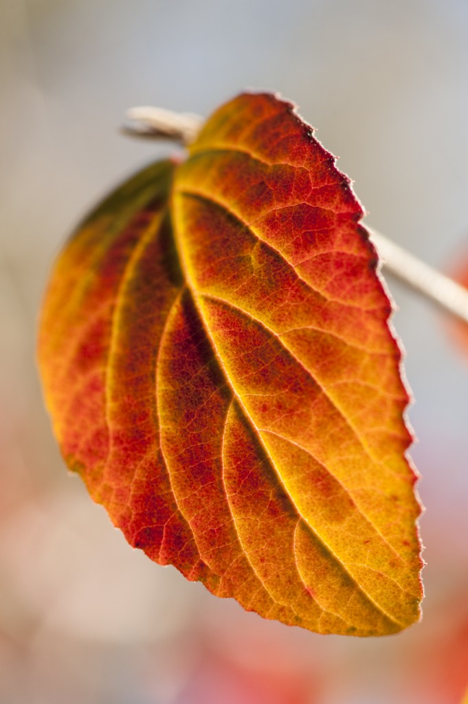 Viburnum x carlcephalum