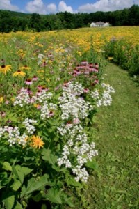 Wild Quinine in a Meadow