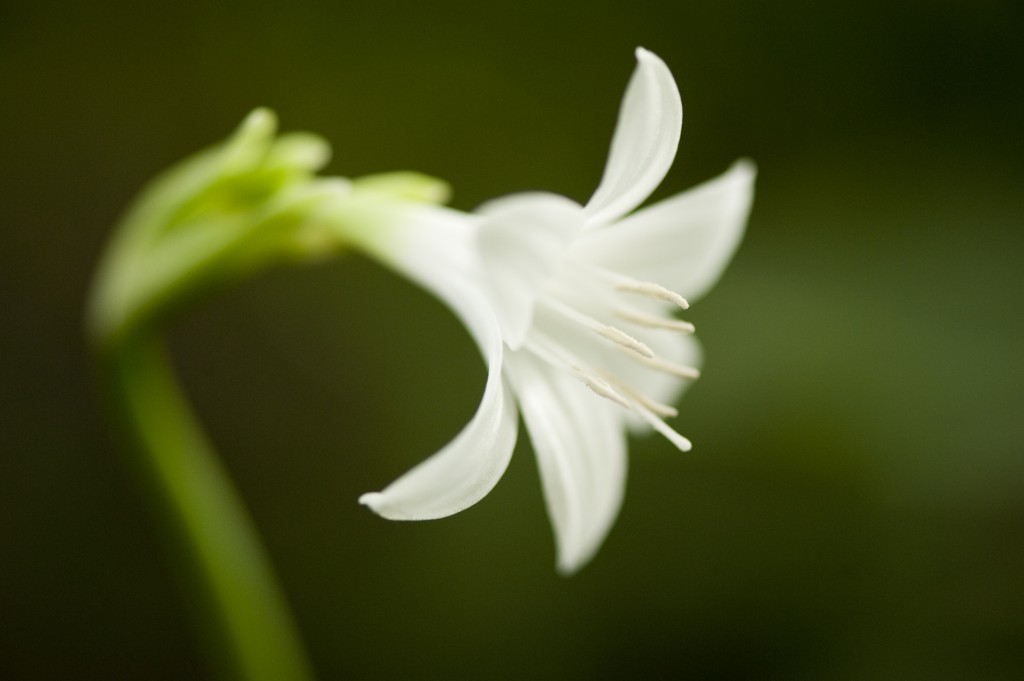 Eucharis subedentata