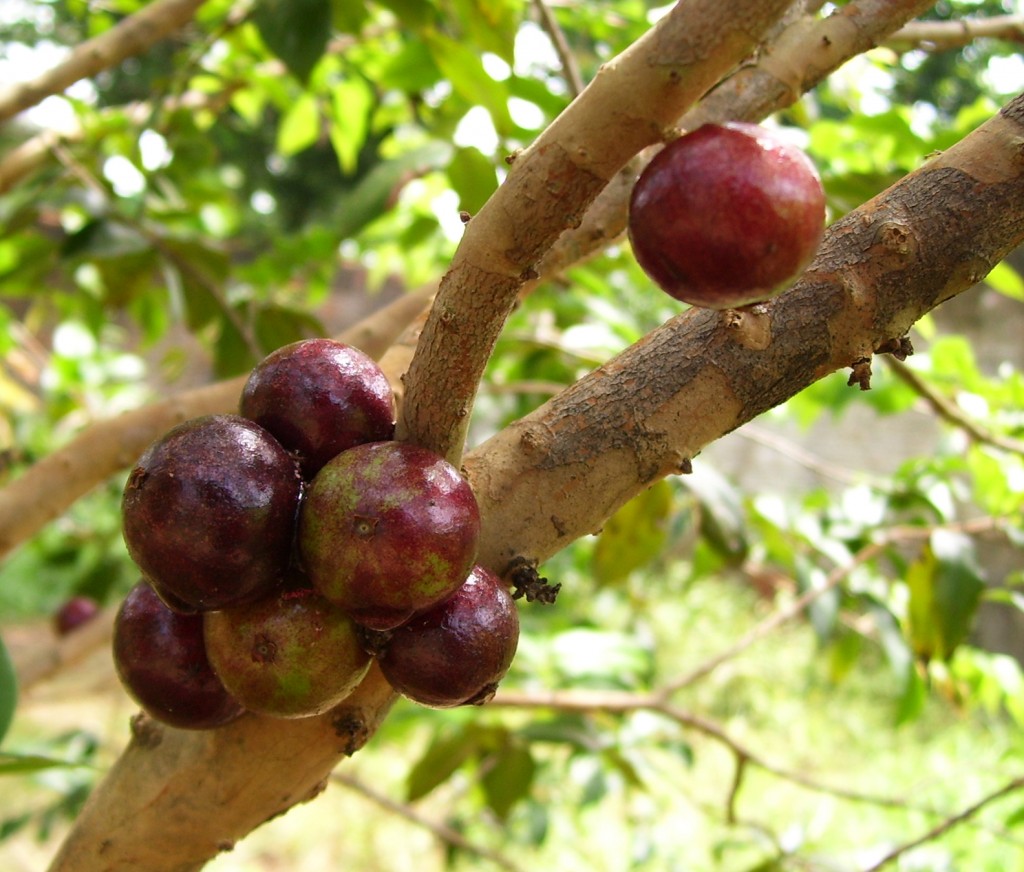 Jabuticaba: Fruit Of A Different Sort - Plant Talk