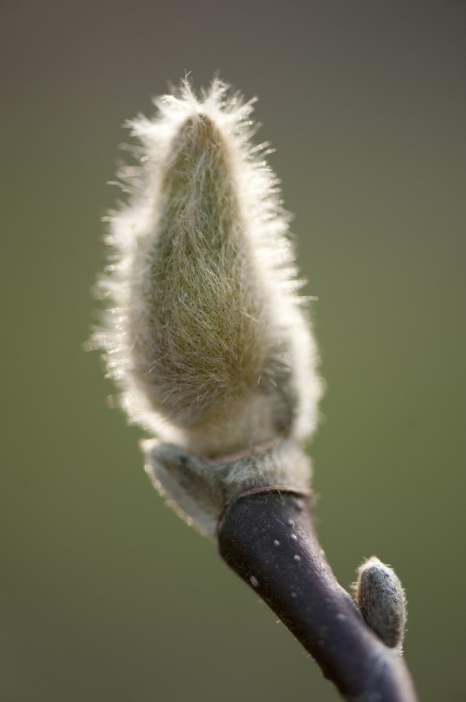 Magnolia x soulangeana 'Alexandrina'