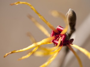 Hamamelis x intermedia