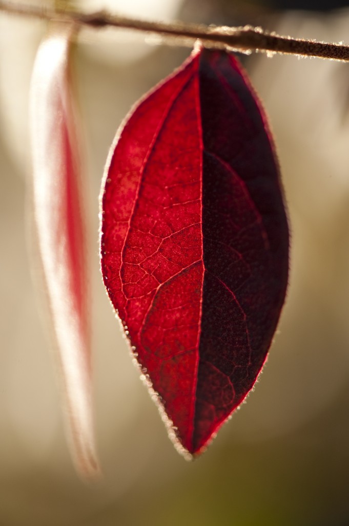 Loropetalum chinense f. rubrum 'Zhuzhou Fuchsia' 01