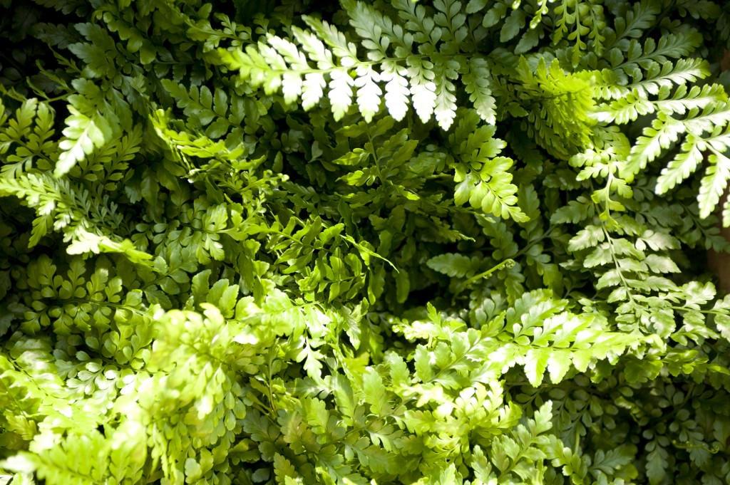 Ferns