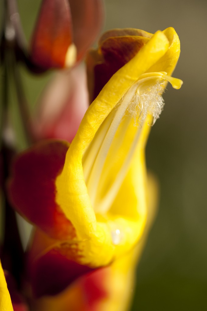 Thunbergia mysorensis 1