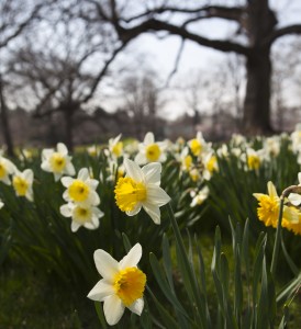 Daffodils