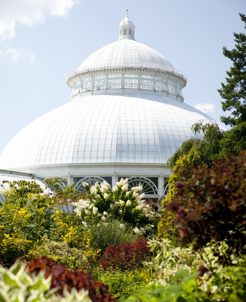 Nybg Scientists Rewrite Conservation – Plant Talk