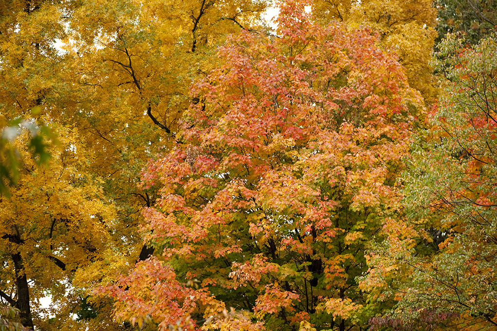 The Garden is Open and Ready for Fall Fun! – Plant Talk