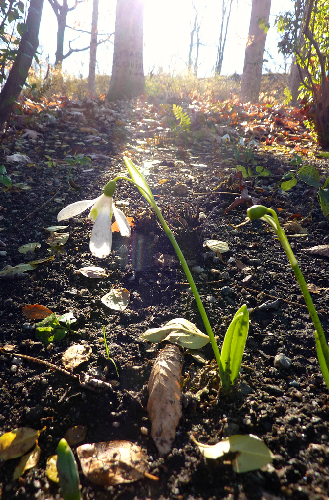 Winter snowdrops