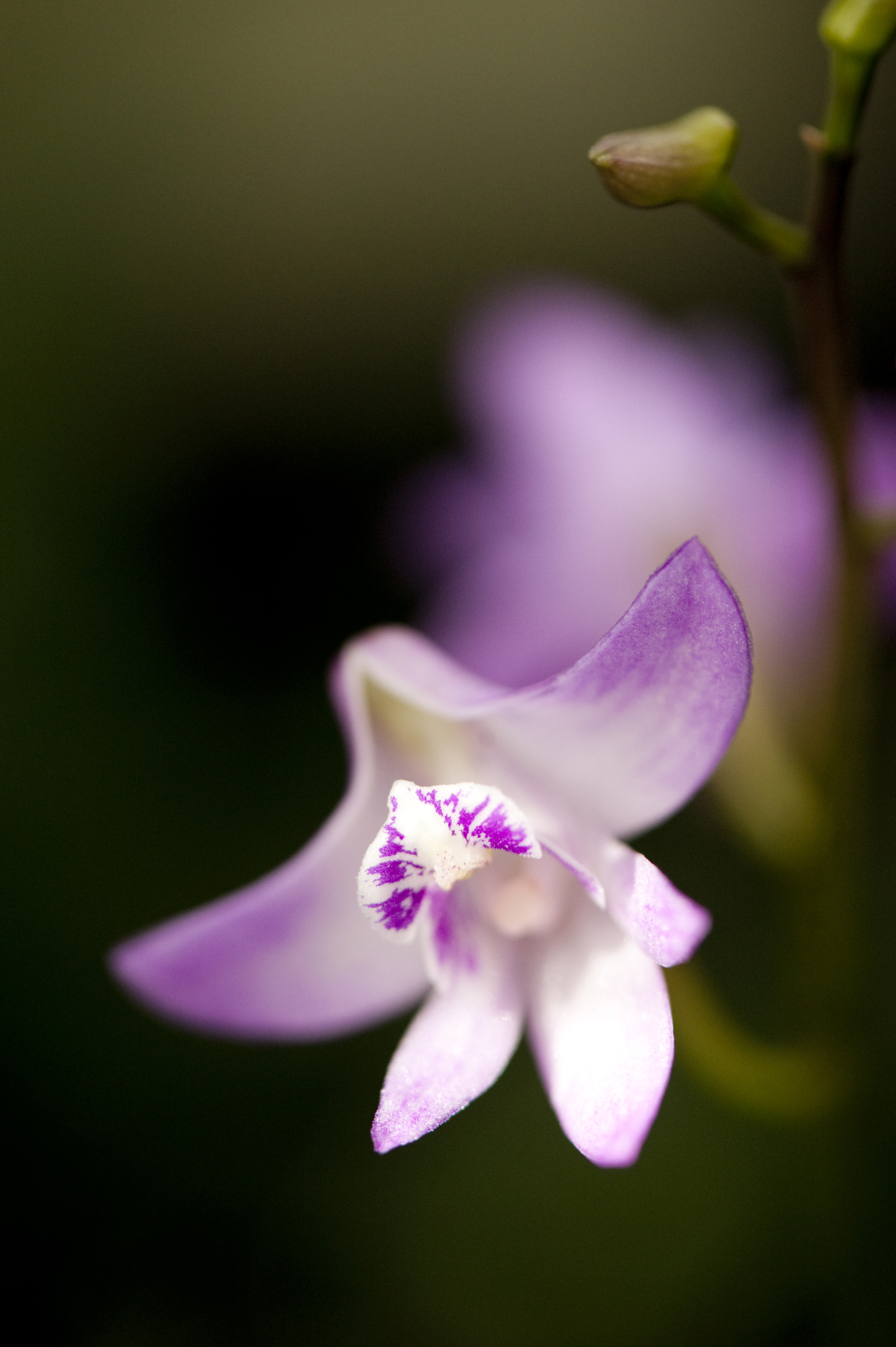 Morning Eye Candy The Nun s Habit Plant Talk