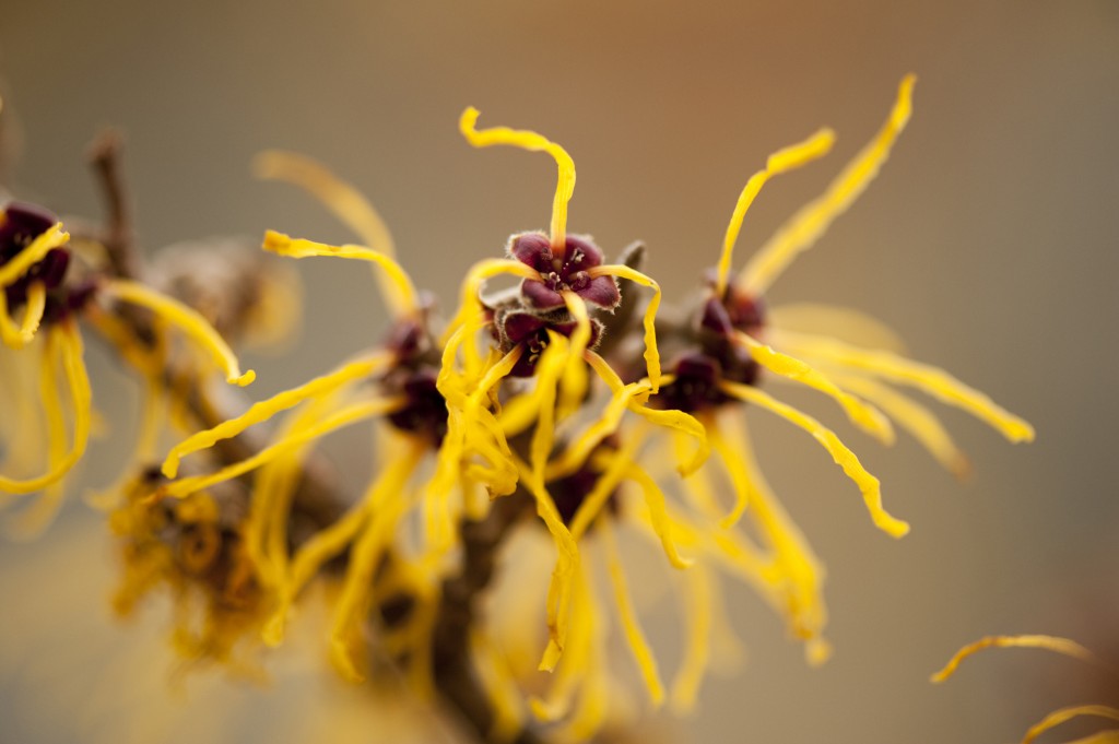 Hamamelis x intermedia 'Allgold' 01