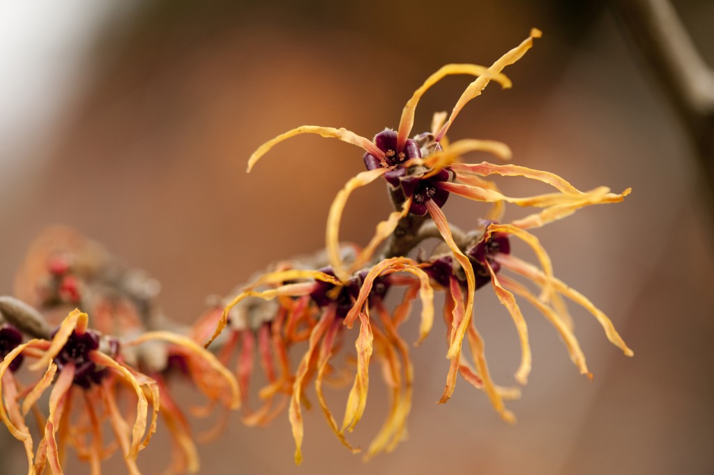 Hamamelis x intermedia 'Jelena'