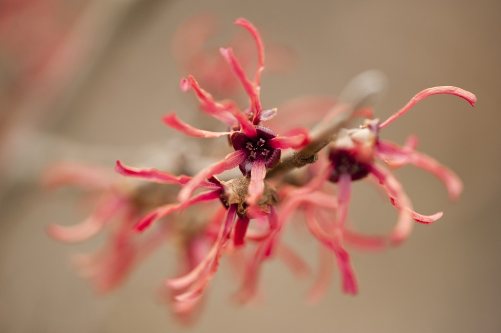 Hamamelis x intermedia 'Ruby Glow'