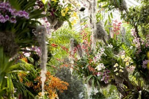 The Orchid Show