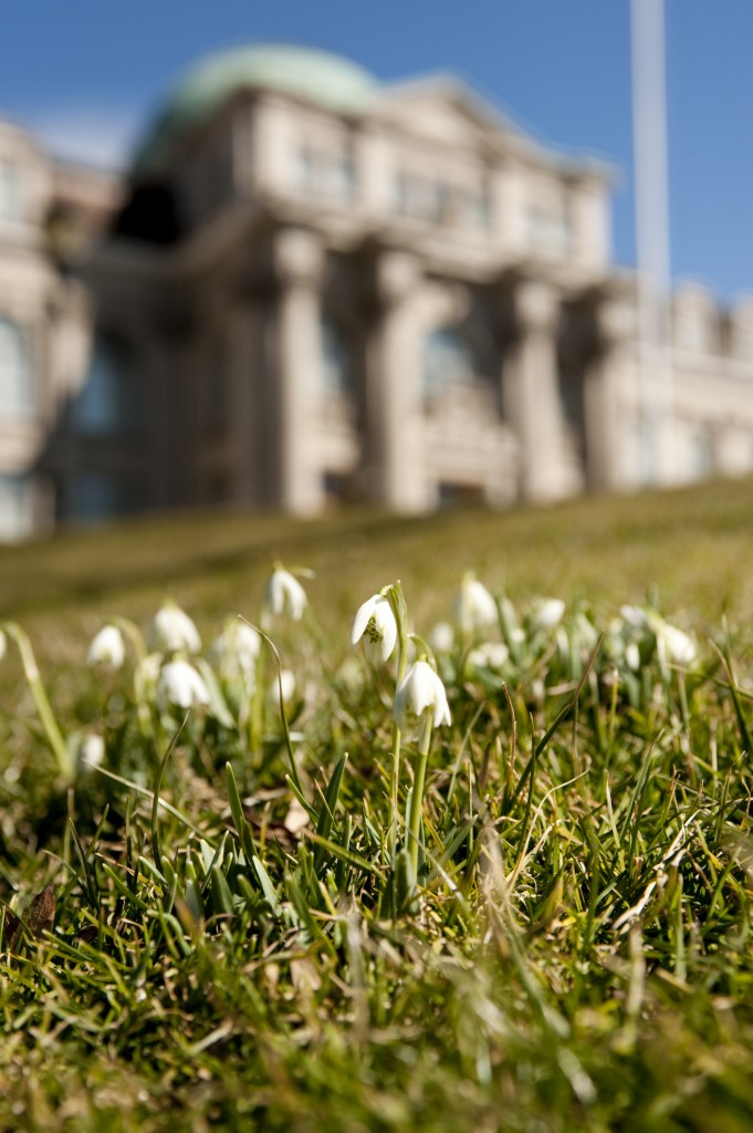 Snowdrops, Library Building