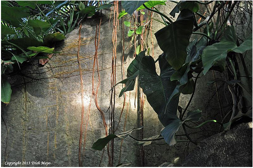 Shadows, Vines and Leaves