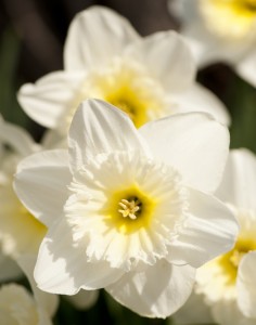 Narcissus 'Ice Follies'