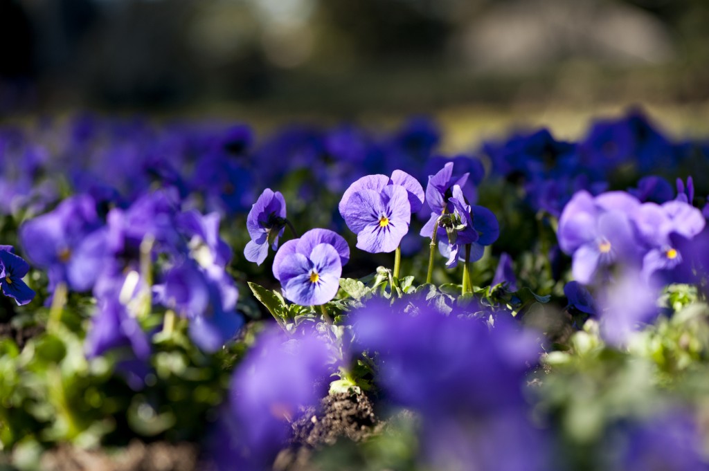 Home Gardening Center