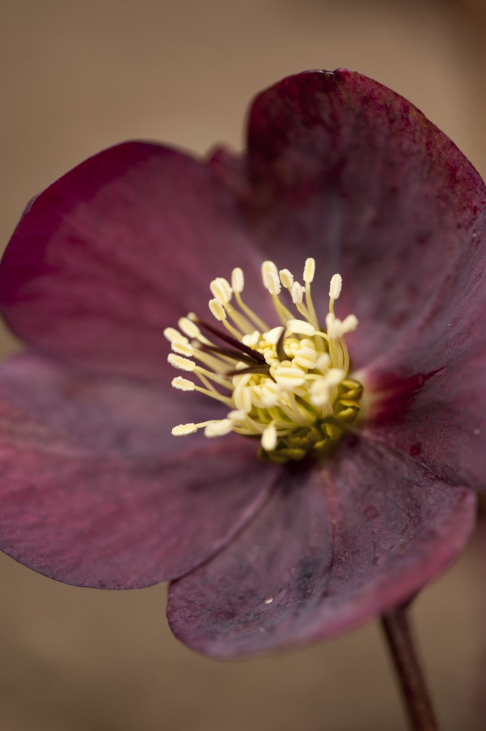 Helleborus orientalis 'Optimism'