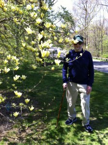 Saw this rare yellow magnolia in bloom last weekend at the NY Botanical Garden 