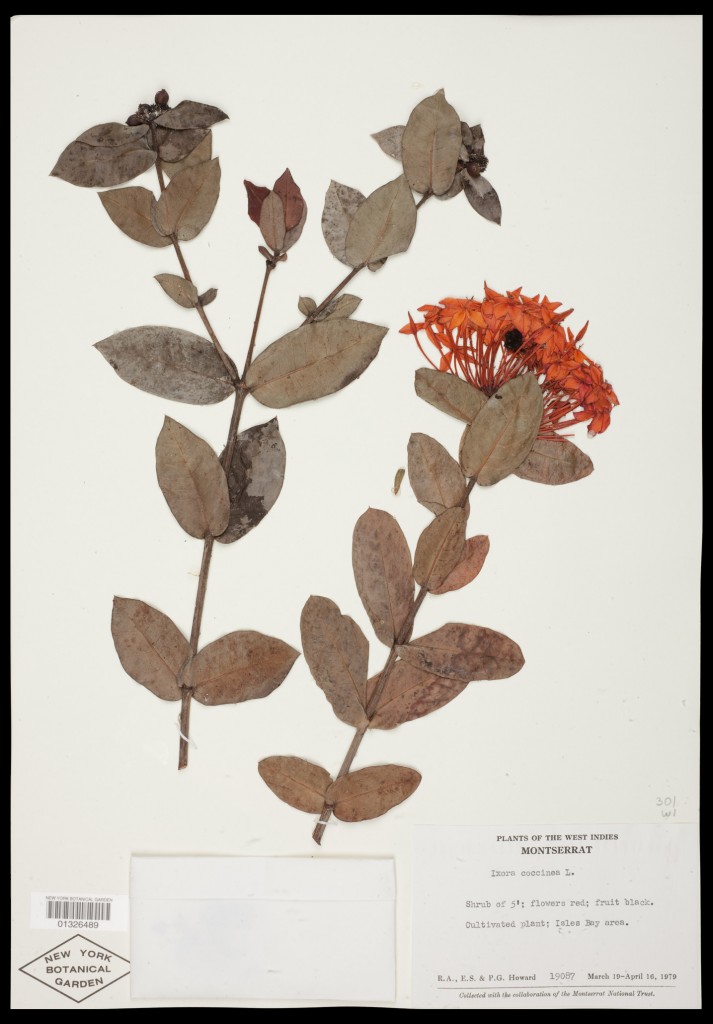 the new york botanical garden herbarium